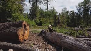 Best Tree Mulching  in Spackenkill, NY