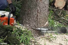 Best Fruit Tree Pruning  in Spackenkill, NY