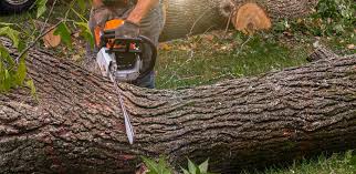 Best Leaf Removal  in Spackenkill, NY