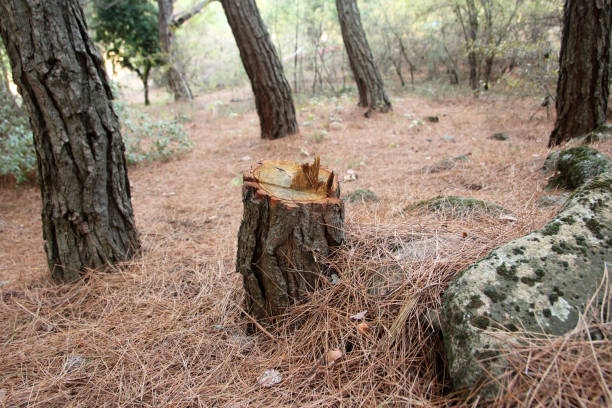 Best Hazardous Tree Removal  in Spackenkill, NY
