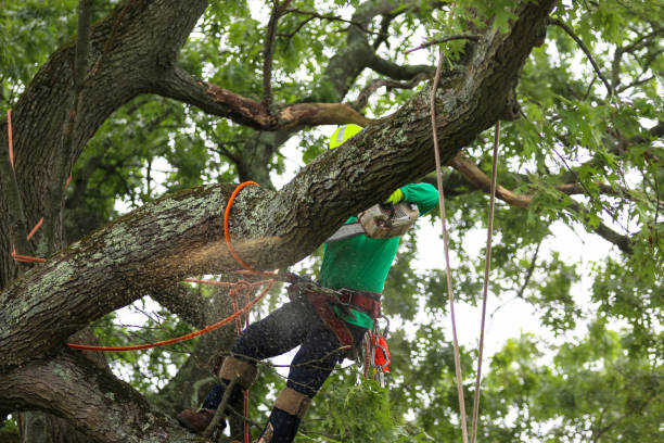 Best Emergency Tree Removal  in Spackenkill, NY