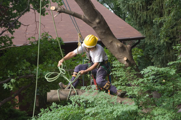 Best Tree Mulching  in Spackenkill, NY