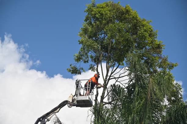 Best Pest Control for Lawns  in Spackenkill, NY