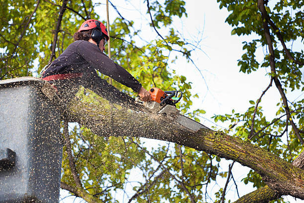 Best Tree Cabling and Bracing  in Spackenkill, NY