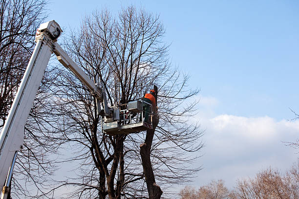 Best Tree Risk Assessment  in Spackenkill, NY